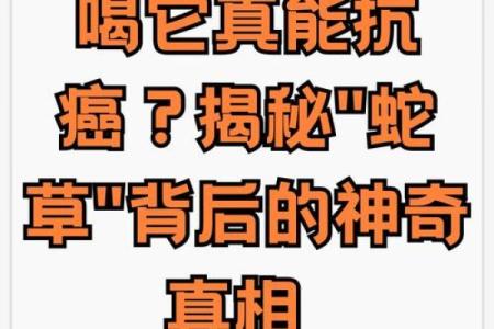 神秘草药：蛇过命草药的别名与疗效探秘