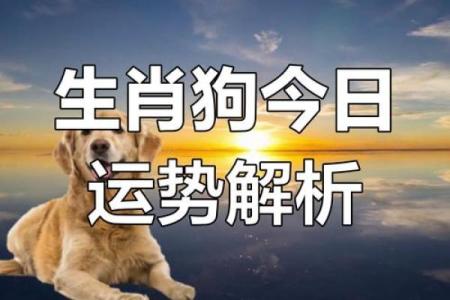 2022年属狗人的命运与未来展望：机遇与挑战并存的精彩篇章