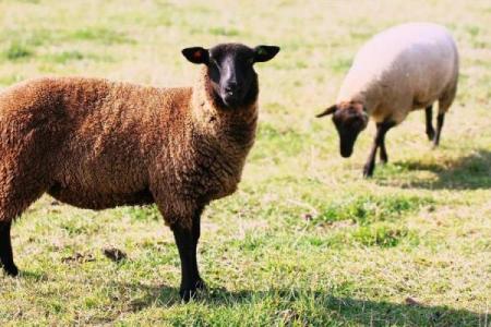 属牛14岁命格解析：揭开你的命运之谜！