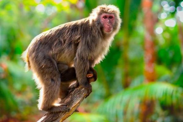 属猴人:聪慧灵动,命格深藏的启示与机遇 属猴人:聪慧灵动,命格深藏的启示与机遇