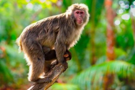 属猴人：聪慧灵动，命格深藏的启示与机遇