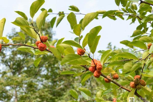 桑拓木命适合什么生意？盘点适合的创业方向与机会！