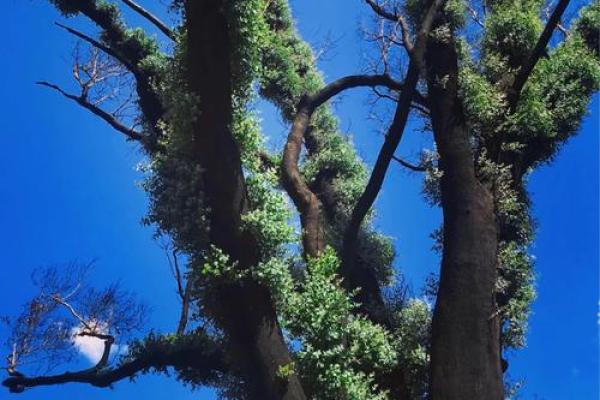 山火命女与什么命最配？探寻完美结合的命理配对之道