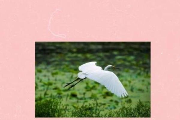 揭示水命与木命的完美结合:如何使你的生活富有生机与活力? 揭示水命与木命的完美结合:如何使你的生活富有生机与活力?