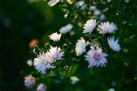 揭秘大溪水命的旺盛命格与运势提升之道