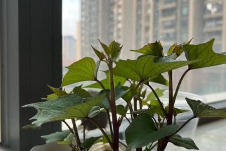 揭示水命与木命的完美结合：如何使你的生活富有生机与活力？