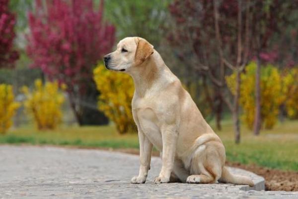 属狗的19日出生者命运探秘:勇敢、忠诚与智慧的结合 属狗的19日出生者命运探秘:勇敢、忠诚与智慧的结合
