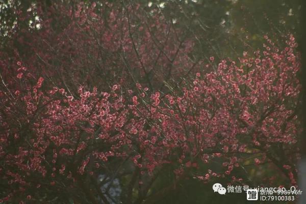 壬寅年忌木之命：探寻人生的独特轨迹与韵味