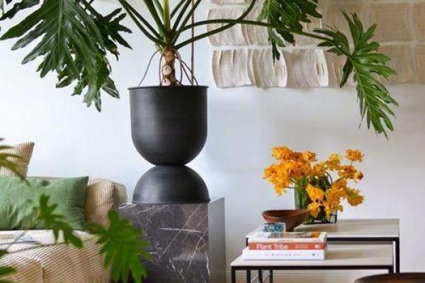 如何为木命的人选择适合的门口花卉,使家居生机盎然? 如何为木命的人选择适合的门口花卉,使家居生机盎然?