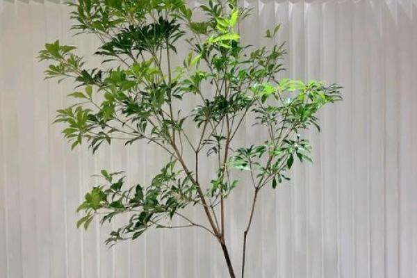 如何为木命的人选择适合的门口花卉,使家居生机盎然? 如何为木命的人选择适合的门口花卉,使家居生机盎然?