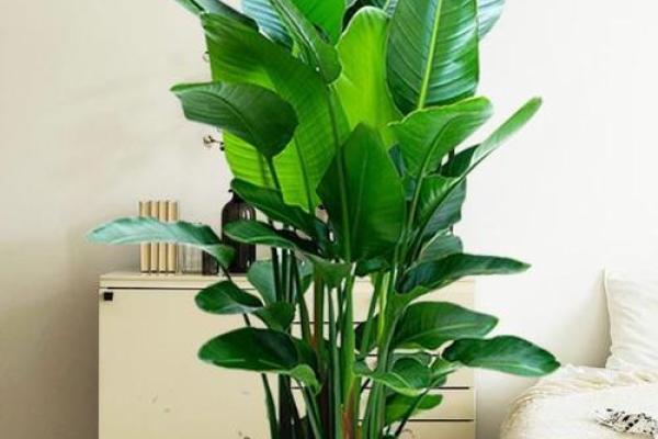 属牛木命家庭中的绿植选择,提升居住环境的和谐美感 属牛木命家庭中的绿植选择,提升居住环境的和谐美感
