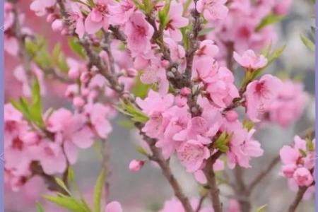 巧解八字命局，探寻桃花盛旺的秘密