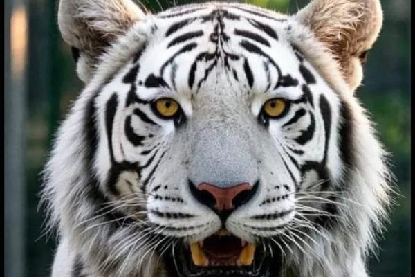 属虎的6月份生日，命运与性格的奇妙解析