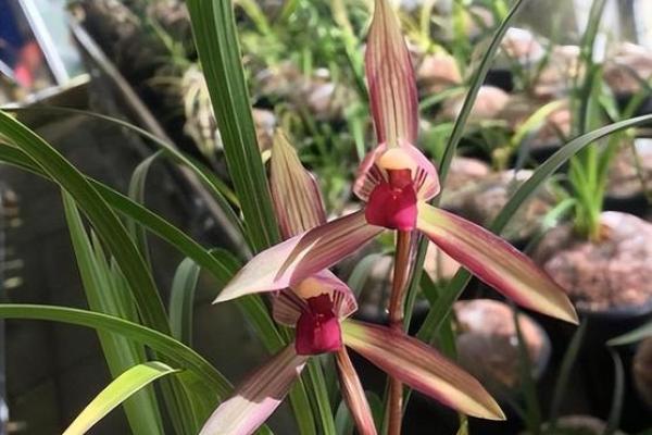 什么是兰花命?揭秘兰花命中的最佳命运! 什么是兰花命?揭秘兰花命中的最佳命运!