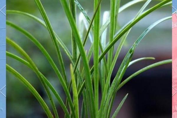 什么是兰花命?揭秘兰花命中的最佳命运! 什么是兰花命?揭秘兰花命中的最佳命运!