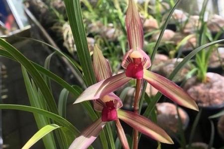 什么是兰花命？揭秘兰花命中的最佳命运！