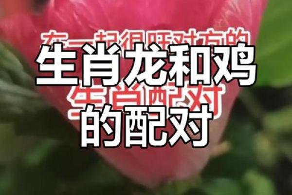 生肖鸡的孪生姐妹命理探秘:命运与性格的深度解析 生肖鸡的孪生姐妹命理探秘:命运与性格的深度解析