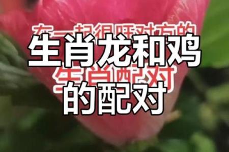 生肖鸡的孪生姐妹命理探秘：命运与性格的深度解析