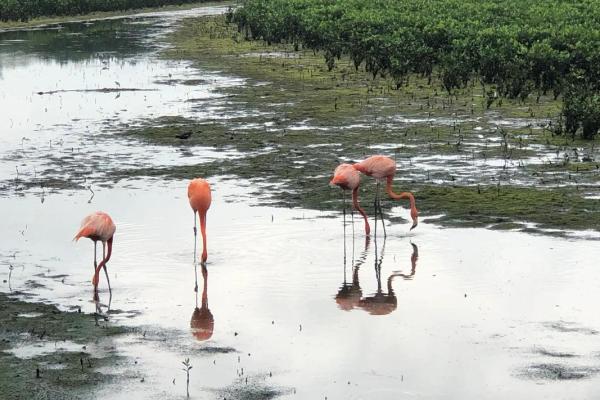 人类与鸟儿：友谊的永恒守候与自然的和谐共生