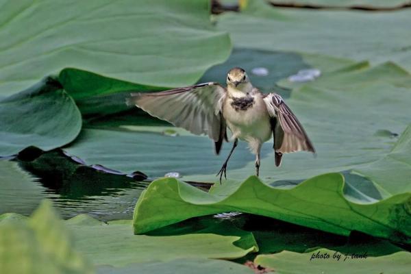 人类与鸟儿：友谊的永恒守候与自然的和谐共生