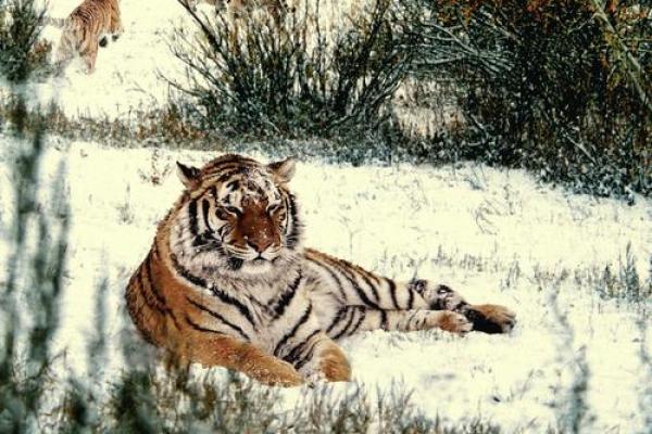 虎年命乐：探索生命的勇气与智慧