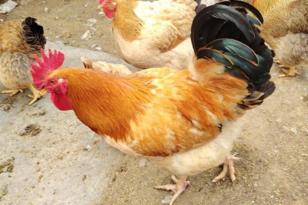 属老虎的大公鸡的命运与人生启示探讨