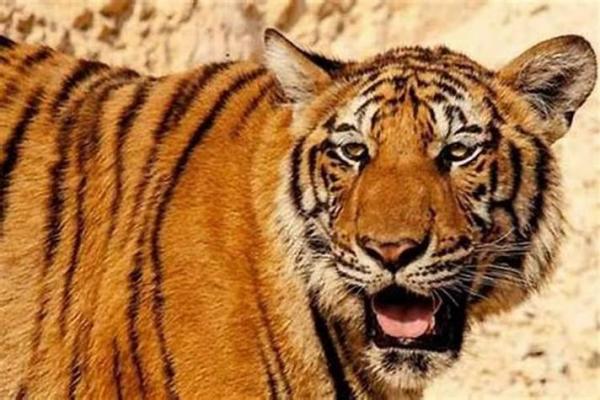 属虎的火命佩戴哪些图案,寓意与风水的完美结合 属虎的火命佩戴哪些图案,寓意与风水的完美结合