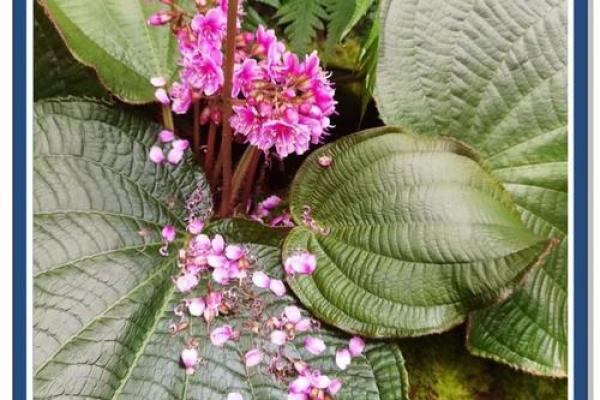 春天的赐福：属老虎的命运与季节的奇妙联系