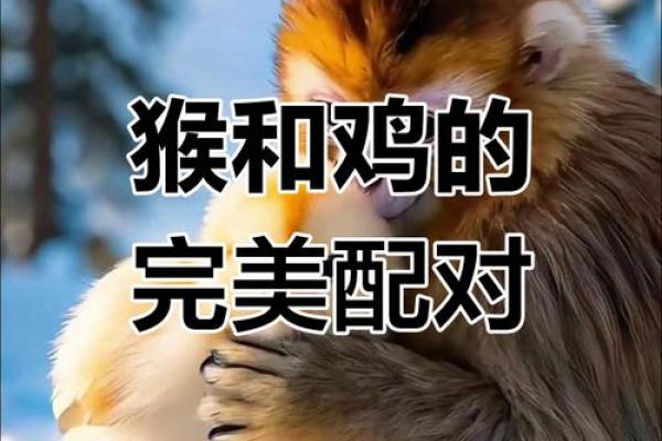 属猴2004年出生的人:活泼聪颖的命运之旅 属猴2004年出生的人:活泼聪颖的命运之旅