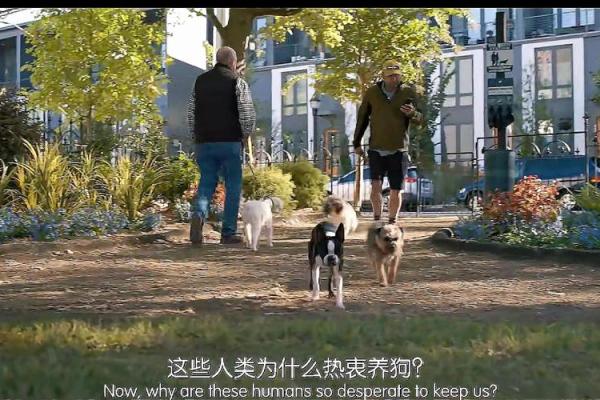 属狗人的前世命运探索:忠诚与勇气的灵魂之旅 属狗人的前世命运探索:忠诚与勇气的灵魂之旅