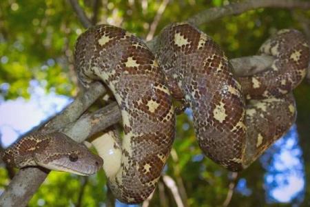 三十三岁的蛇，揭示命运的神秘之旅
