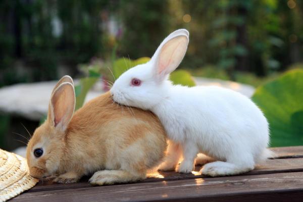 属猴卯时兔吃草命:揭示你的性格与运势的秘密 属猴卯时兔吃草命:揭示你的性格与运势的秘密