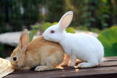 属猴卯时兔吃草命：揭示你的性格与运势的秘密