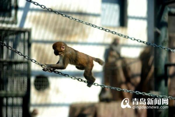 猴年水命者适合养什么动物，助你生活更添活力！