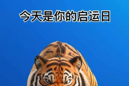 属虎命里缺金，用什么字来提升运势？