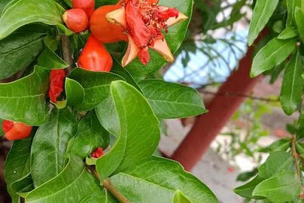 石榴木命的人适合的职业选择分析与探索