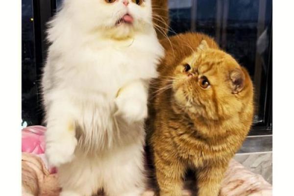 动物之间的相依相伴：狗、猫与其他忠诚伙伴的故事