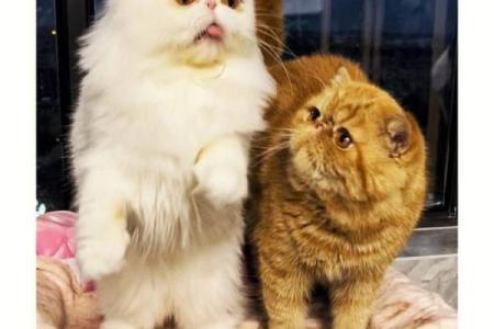 动物之间的相依相伴：狗、猫与其他忠诚伙伴的故事