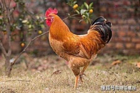 属鸡7月出生，命格与吉凶，揭示你的命运之路！