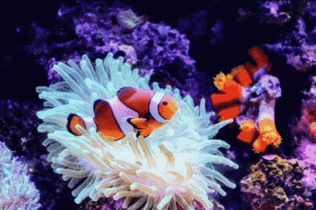 珊瑚的魅力：为何某些命格与珊瑚相得益彰？