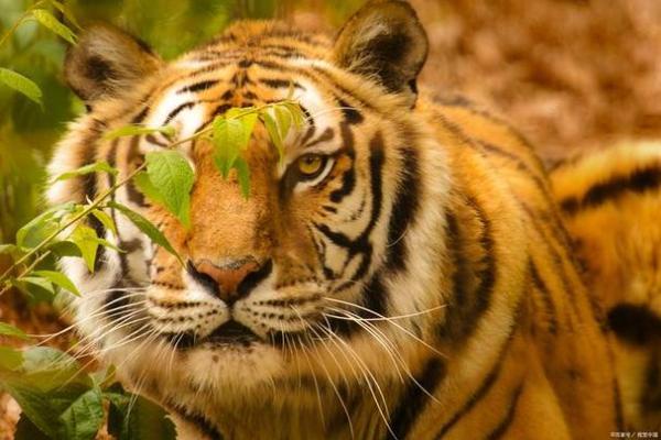 属虎56岁命运揭示：勇敢与智慧的结合之路