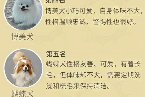 八字男命与养狗：为何有些人不适合养宠物的深层次解析