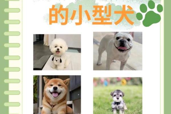 命中注定的宠物悲剧：你是否也经历过养宠物总是死掉的困扰？