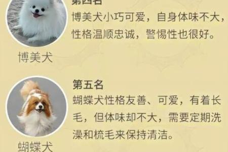 八字男命与养狗：为何有些人不适合养宠物的深层次解析