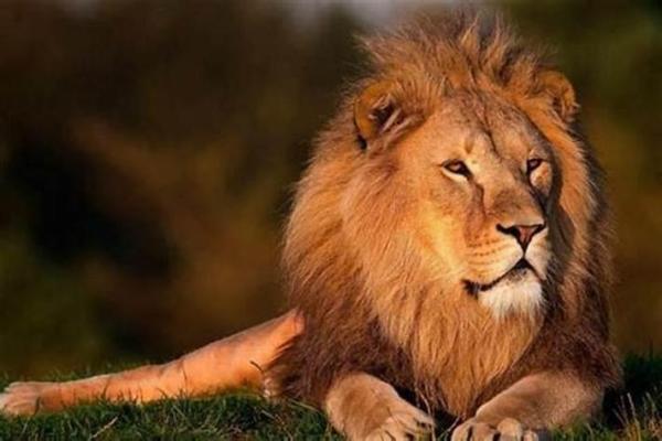 狮子动物的五行属相解析：揭秘狮子的命运与性格特征