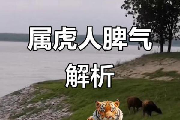 属虎二月二十日的命理解析:探索藏在命运中的智慧与力量 属虎二月二十日的命理解析:探索藏在命运中的智慧与力量
