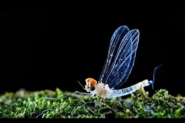 身如浮萍命似蜉蝣，生命的脆弱与奇迹之美