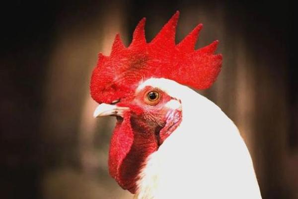 男属鸡生于四月，命理解析：破解命运的奥秘与启示