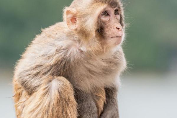 农历四月出生的猴子，性命与运势的奇妙关联