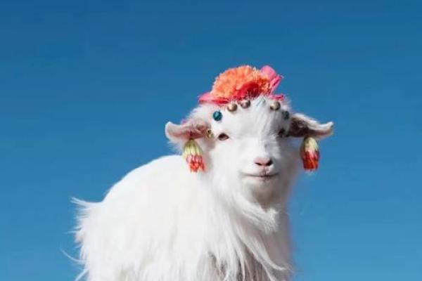 2003年属羊的命运解析：机遇与挑战并存的精彩人生